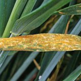 Ochrana hlavn&iacute;ch plodin v&nbsp;roce 2016 v&nbsp;Čech&aacute;ch