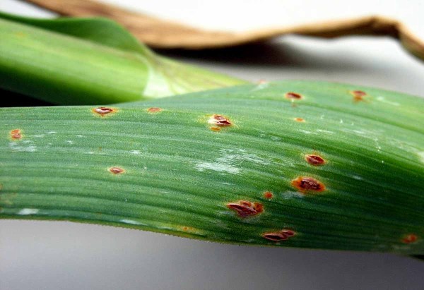 Rzivost česnekovitých na póru Rzivost česnekovitých na póru