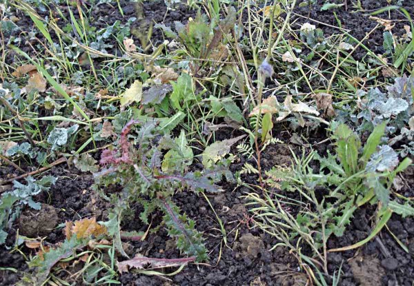 I meziplodinové porosty mohou vytvářet rezervoár virů I meziplodinové porosty mohou vytvářet rezervoár virů