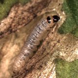 Makadlovka jihoamerick&aacute; - nov&yacute; invazn&iacute; &scaron;kůdce rajčat