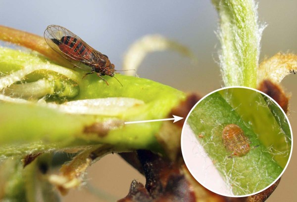 Před květem hru&scaron;n&iacute; prob&iacute;h&aacute; vrchol kladen&iacute; mery  skvrnit&eacute; a&nbsp;mohou se objevovat i&nbsp;prvn&iacute; nymfy