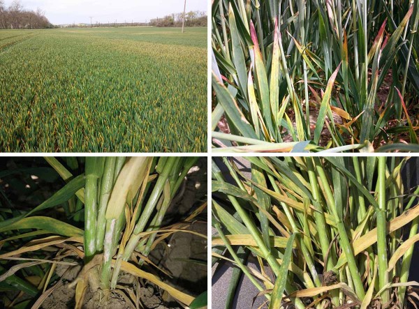 Obr. 1: Žloutnutí spodních listů spojené se skvrnitostmi častými od špiček listů jsou reakcemi na stres z nepřístupné vláhy a nefunkční výživy; spodní části rostlin často obalovaly kupky padlí Obr. 1: Žloutnutí spodních listů spojené se skvrnitostmi častými od špiček listů jsou reakcemi na stres z nepřístupné vláhy a nefunkční výživy; spodní části rostlin často obalovaly kupky padlí