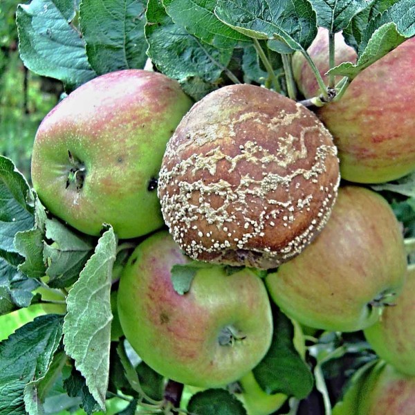 Moniliniová hniloba jádrovin Moniliniová hniloba jádrovin