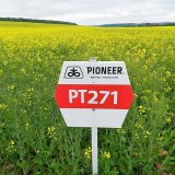 Nov&aacute; vlna hybridů řepky ozim&eacute; Pioneer doplněna osvědčen&yacute;m polotrpasl&iacute;kem