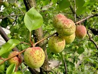 Strupovitost peckovin na plodu meruňky Strupovitost peckovin na plodu meruňky