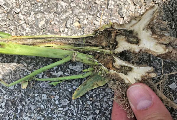 Obr. 2: Nouzov&eacute;ho dozr&aacute;v&aacute;n&iacute; způsobuje napaden&iacute; stonků f&oacute;mou a&nbsp;verticiliem