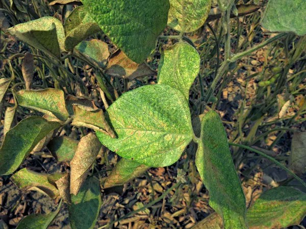 S&oacute;ja po&scaron;kozen&aacute; svilu&scaron;kou chmelovou