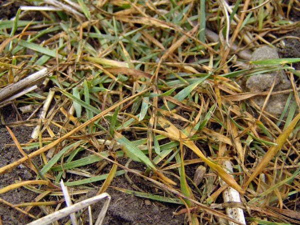 Obr. 2: Působen&iacute; herbicidu Axil Plus (pinoxaden) na plně odnoženou chundelku metlici v&nbsp;kolejov&eacute; meziř&aacute;dku