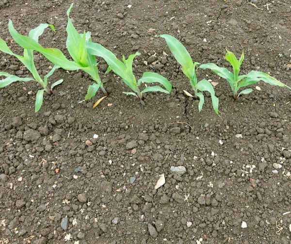 Obr. 6: Dva t&yacute;dny po časně postemergentn&iacute; aplikaci TM kombinace Successor TX + Osorno (mesotrione formulovan&yacute; jako 100 SC)