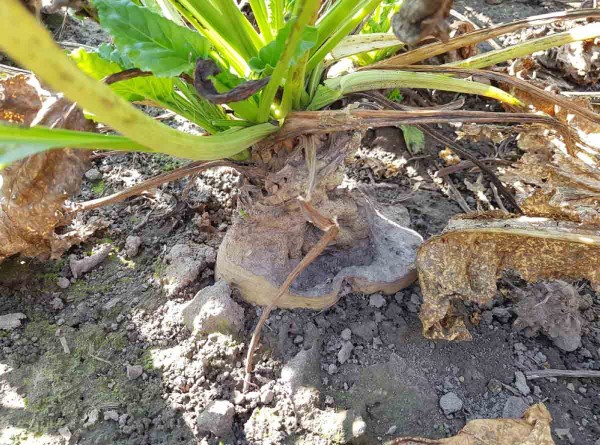 Obr. 11: Siln&eacute; napaden&iacute; bulvy ž&iacute;rem hrabo&scaron;e poln&iacute;ho