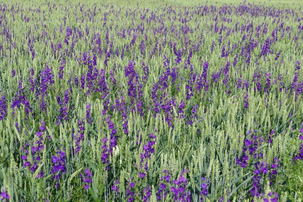 Porost ozim&eacute; p&scaron;enice se siln&yacute;m v&yacute;skytem ostrožky v&yacute;chodn&iacute;