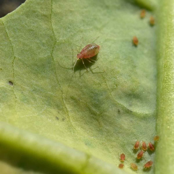 Obr. 2: Charakteristicky zbarvená mšice broskvoňová na listu řepky Obr. 2: Charakteristicky zbarvená mšice broskvoňová na listu řepky