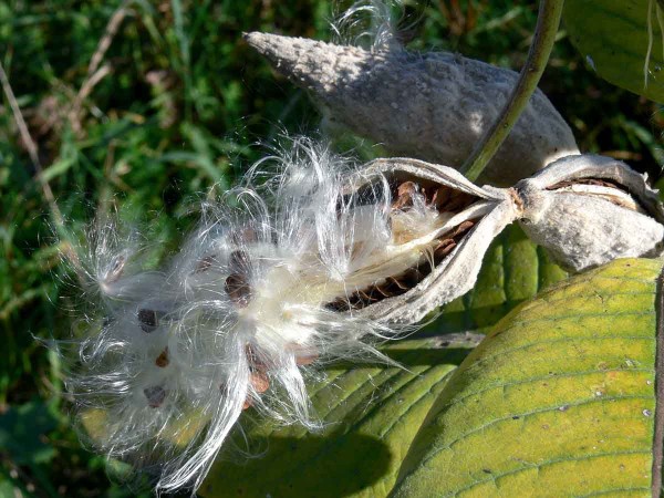 Pukaj&uacute;ci plod