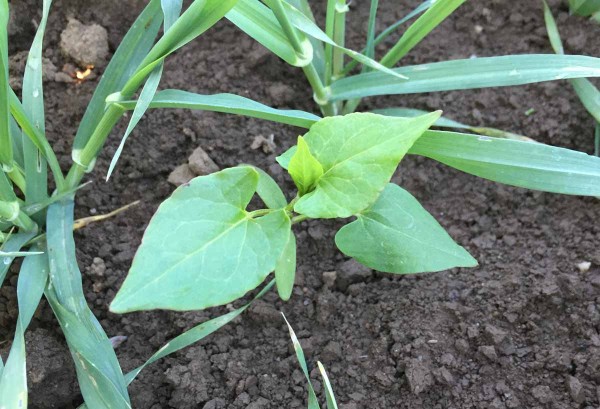 Opletka obecn&aacute; (Fallopia convolvulus) je běžn&yacute;m plevelem jarn&iacute;ho ječmen
