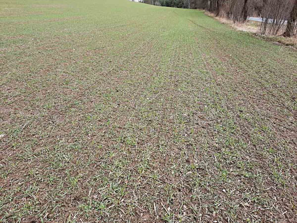 Obr. 4: Krmn&aacute; meziplodina žito trsnat&eacute; vyseto v&nbsp;pozdn&iacute;m term&iacute;nu set&iacute; 10. 10. 2020 (stav 14. 3. 2021)