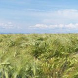 Systiva - třet&iacute; sez&oacute;na unik&aacute;tn&iacute; technologie ochrany ječmene