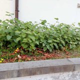 Invazní rostliny v lesním hospodářství - Byliny Invazní rostliny v lesním hospodářství - Byliny