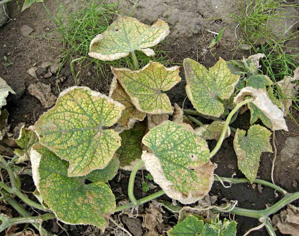 Okurka napaden&aacute; svilu&scaron;kami