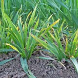 Ochrana obilnin proti hmyz&iacute;m přena&scaron;ečům virov&yacute;ch patogenů