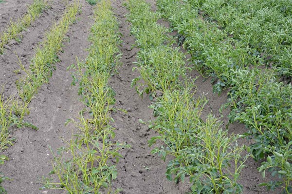 Špatně ošetřený okraj pozemku proti mandelince bramborové Špatně ošetřený okraj pozemku proti mandelince bramborové