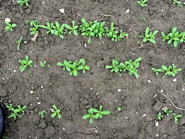 Proř&iacute;dnut&iacute; m&aacute;ku způsoben&eacute; krytonoscem kořenov&yacute;m