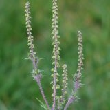 Invazní plevele (2) - Mračňák Theophrastův Invazní plevele (2) - Mračňák Theophrastův