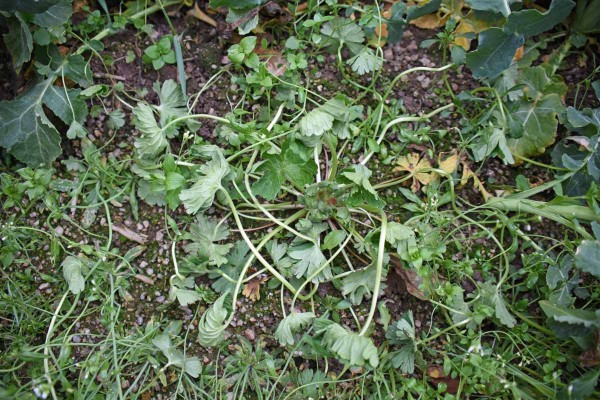 Garland Forte nebo Pilot odstran&iacute; v&nbsp;řepce na jaře p&yacute;r plaziv&yacute;, v&yacute;drol obilnin a&nbsp;dal&scaron;&iacute; tr&aacute;vovit&eacute; plevele