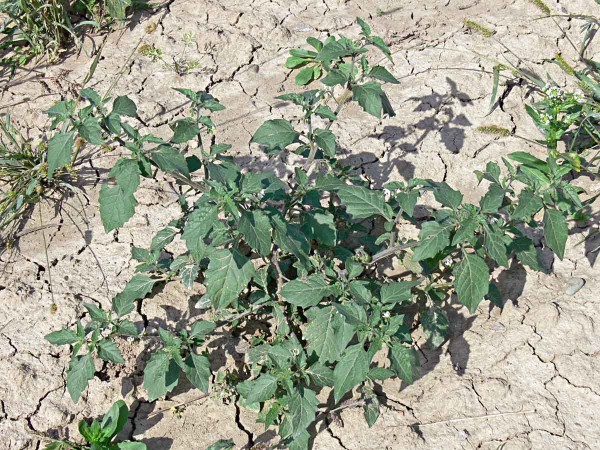 Ľuľok čierny - dospelá rastlina Ľuľok čierny - dospelá rastlina