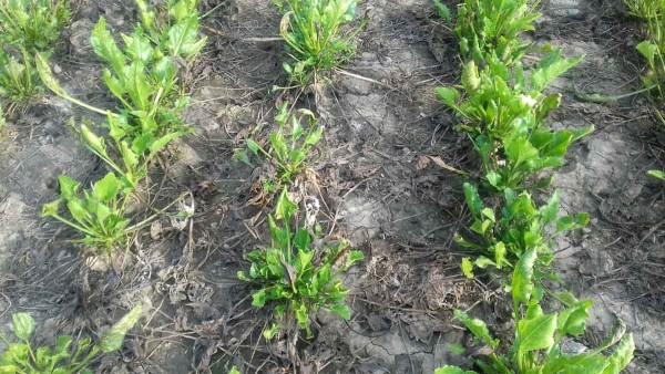 Obr. 1b: Stav porostu cukrovky 13. z&aacute;ř&iacute; 2019 - retrovegetace