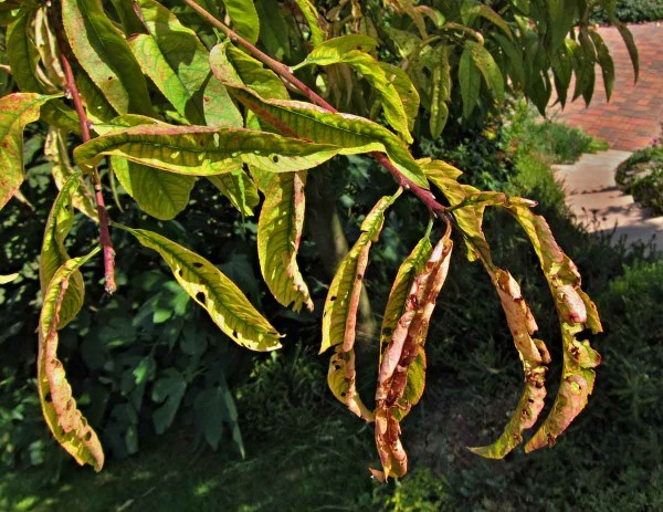 Such&aacute; skvrnitost listů broskvoně