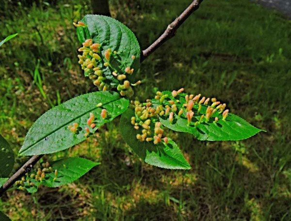 Vlnovník trnkový - příznaky na listech Vlnovník trnkový - příznaky na listech