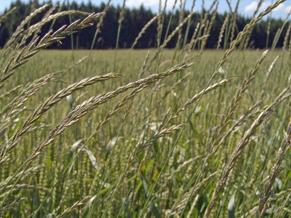 Obr. 10: Vymetan&yacute; p&yacute;r plaziv&yacute; v&nbsp;porostu ozim&eacute; p&scaron;enice