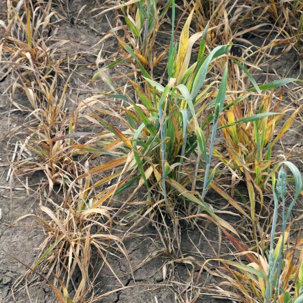 Obr. 1: Virov&aacute; zakrslost p&scaron;enice