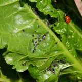 &Scaron;kůdci řepy a&nbsp;jejich regulace