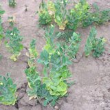 Citlivost odrůd hrachu k&nbsp;abiotick&eacute;mu a&nbsp;biotick&eacute;mu stresu