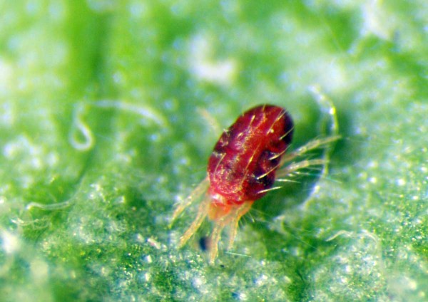 Sviluška ovocná Sviluška ovocná