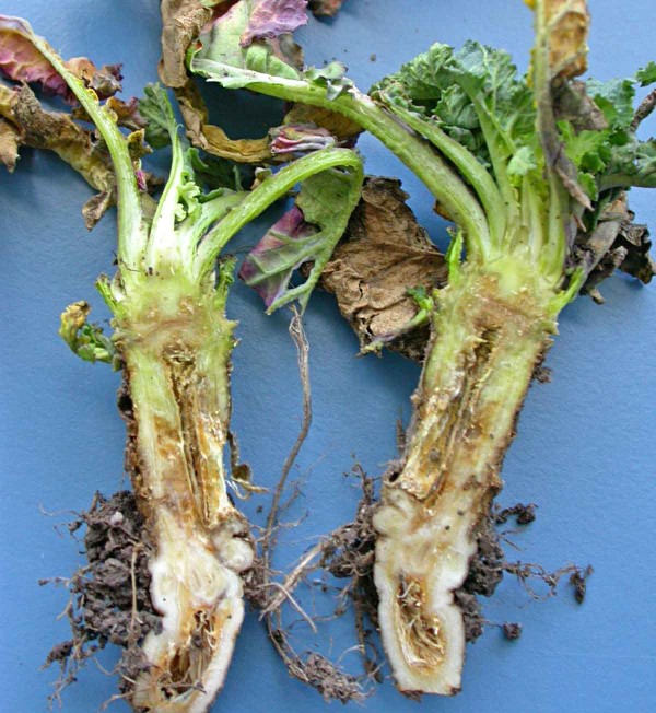 Př&iacute;znaky napaden&iacute; fomovou hnilobou