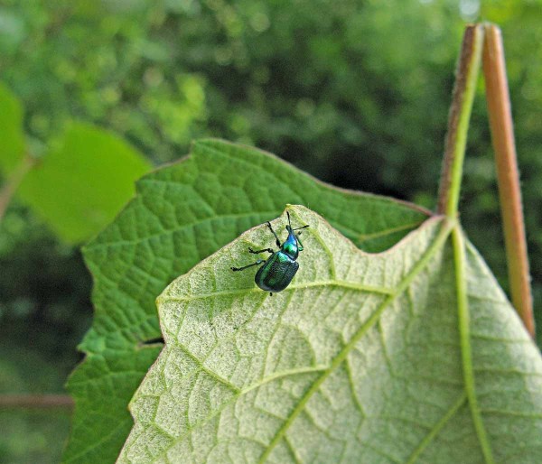 Zobonoska révová Zobonoska révová