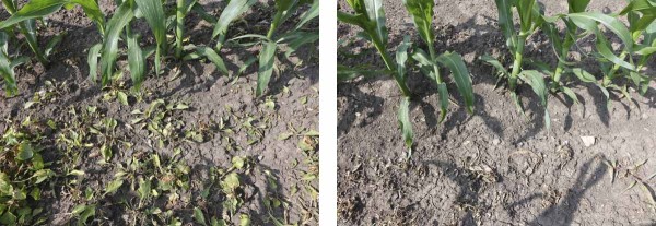 Obr. 7: Rozd&iacute;l v&nbsp;rychlosti působen&iacute; s&oacute;lo ALS inhibitoru: Maister Power v&nbsp;d&aacute;vce 1,5 l/ha (nahoře) a&nbsp;kombinace s&nbsp;půdn&iacute;m herbicidem: Maister Power (1,0 l/ha) + Aspect Pro (1,5 l/ha) (dole); 3 t&yacute;dny po aplikaci	