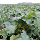 Hnojen&iacute; před set&iacute;m ozim&eacute; řepky fosforem a&nbsp;dus&iacute;kem