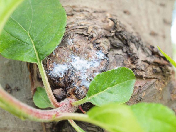 Obnovuj&iacute;c&iacute; se kolonie m&scaron;ice vlnatky krvav&eacute;