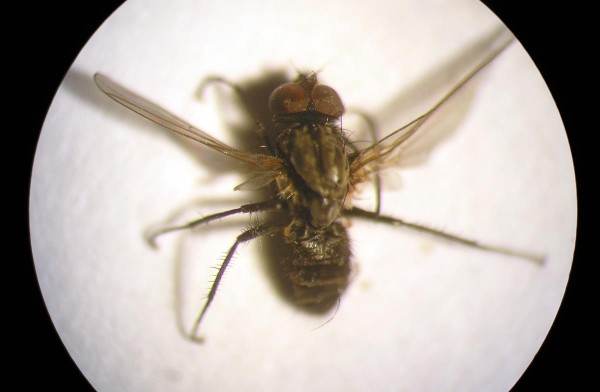 Obr. 1b: Samec květilky zeln&eacute; m&aacute; v&yacute;razně vět&scaron;&iacute; oči než samice