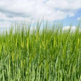 V&yacute;živa a&nbsp;hnojen&iacute; ječmene křem&iacute;kem