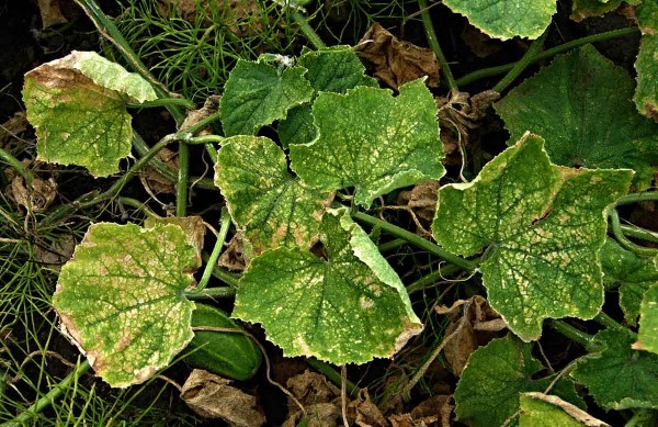 Okurka poškozená sviluškami Okurka poškozená sviluškami