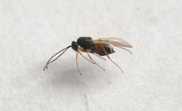 Obr. 7: Imago žlabatky stonkov&eacute;