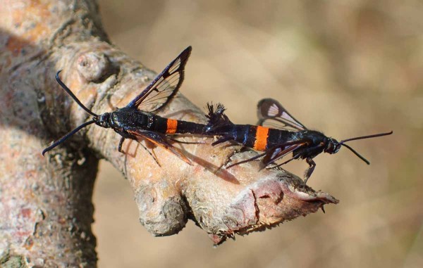 Nesytka jabloňov&aacute;