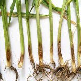 Rezistence původců st&eacute;blolamu vůči fungicidům