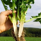 Časn&eacute; v&yacute;sevy řepky vyžaduj&iacute; silnou morforegulaci