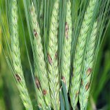 Fuzari&oacute;zy klasov obiln&iacute;n - včera a&nbsp;dnes