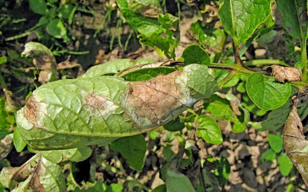 Pl&iacute;seň bramboru